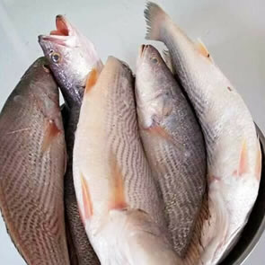 Cassava Fish  1kg