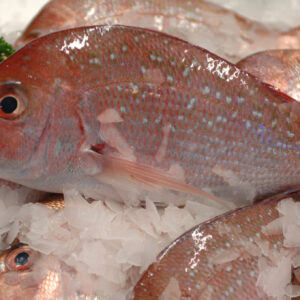 Red Fish Box (Large) - 10kg